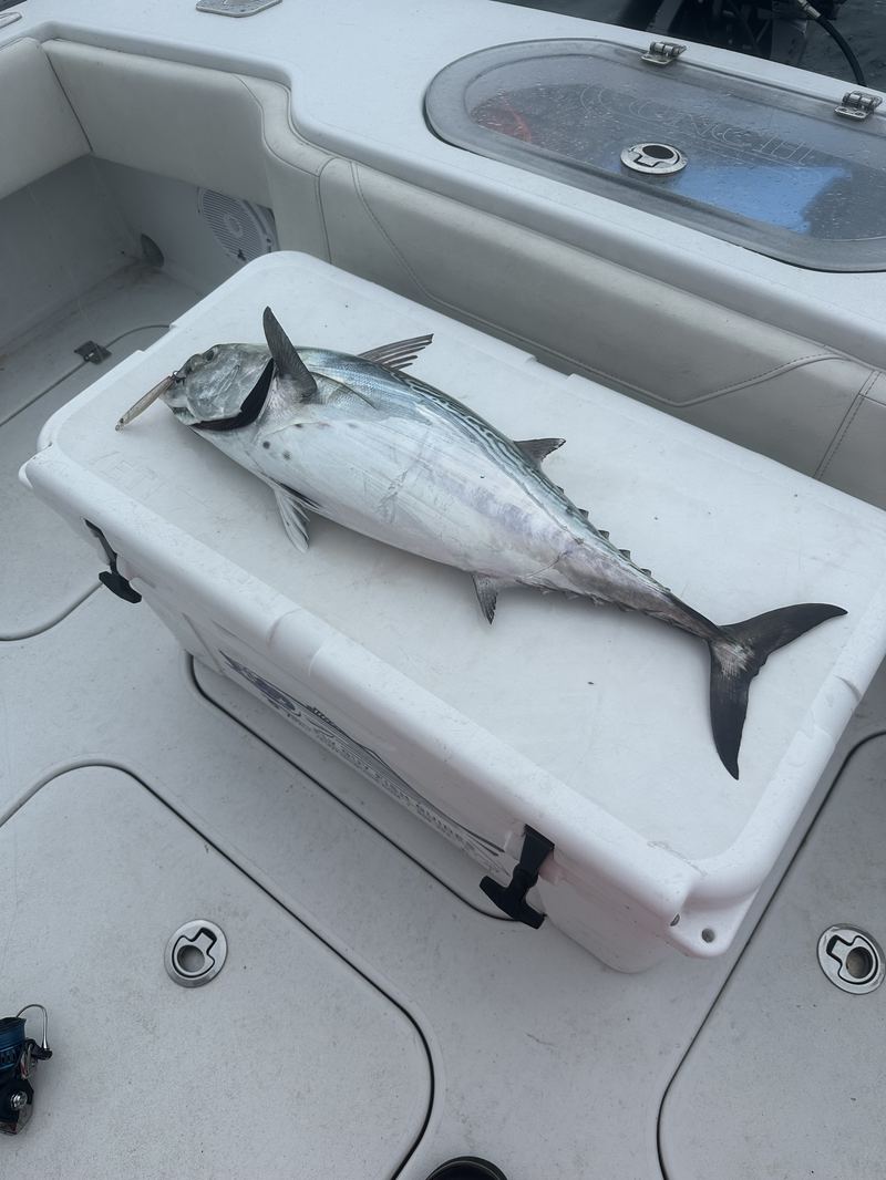 A false albacore on the deck of the charter boat