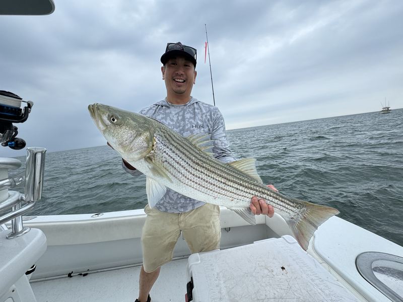 Angler with a big striped bass on a Boston Harbor charter