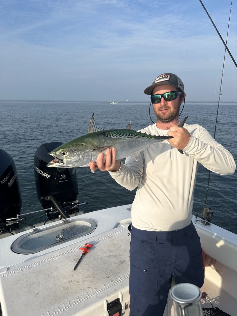 Angler with a false albacore on a Cape Cod fall-run charter