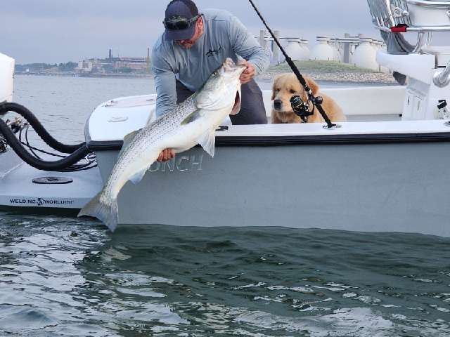 Boston has some large striped bass, charter fishing Boston