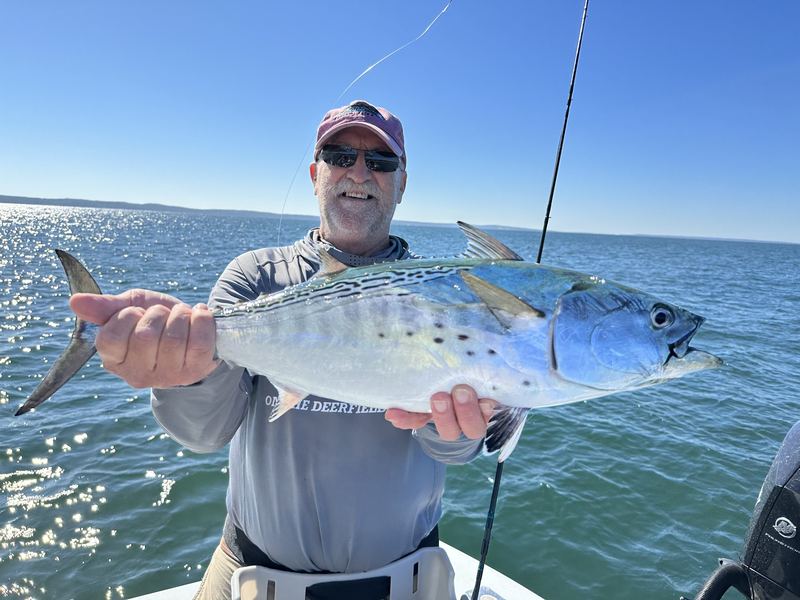 First Cape Cod albie on the fly